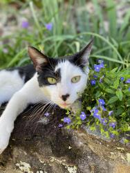 Lost Male Cat last seen Haymount/Hillside Ave/Hay St. and Rowan St/Oakridge Ave, Fayetteville, NC 28301