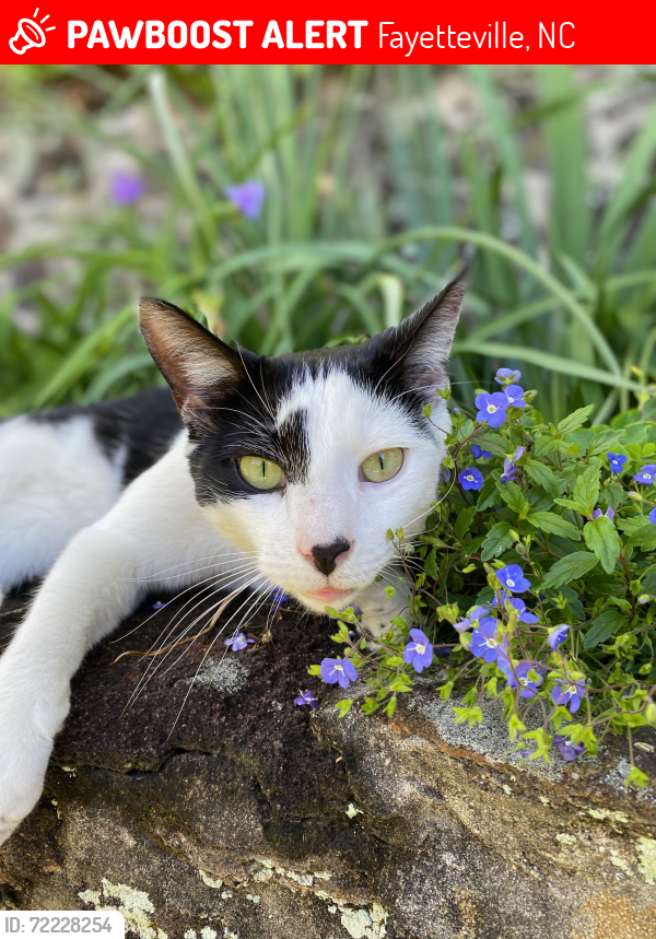 Lost Male Cat last seen Haymount/Hillside Ave/Hay St. and Rowan St/Oakridge Ave, Fayetteville, NC 28301