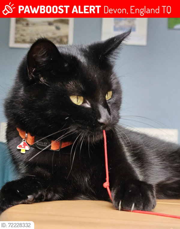 Lost Female Cat last seen Bay Vets, Maudlin Drive, Teignmouth., Devon, England TQ14