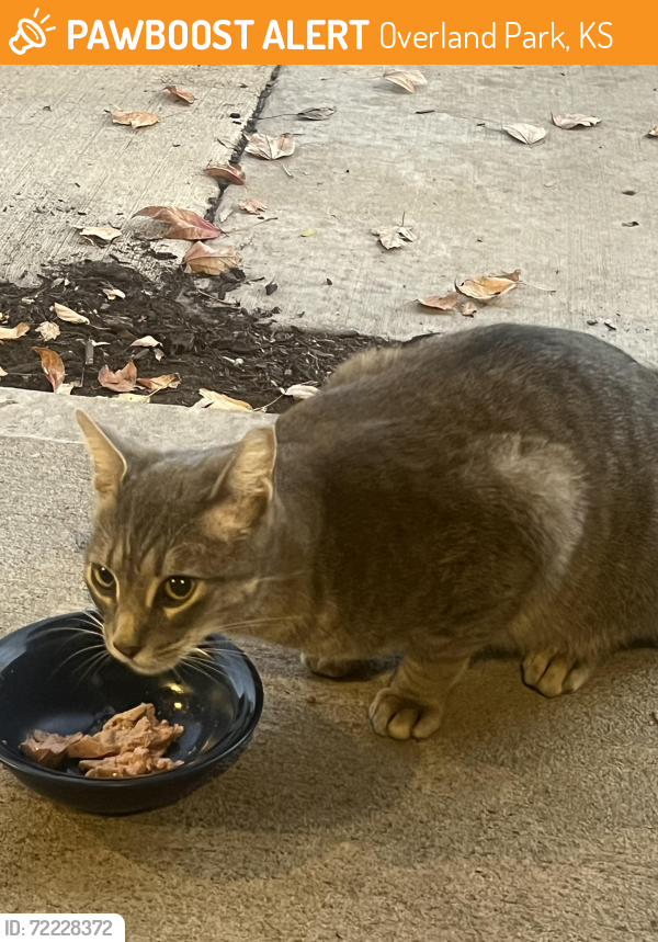 Found/Stray Unknown Cat last seen Broadmoor and Edgewater , Overland Park, KS 66223