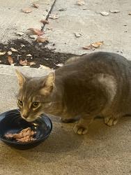 Found/Stray Unknown Cat last seen Broadmoor and Edgewater , Overland Park, KS 66223