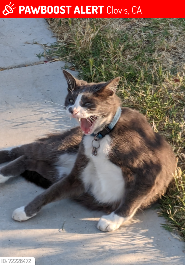 Lost Male Cat last seen Shaw and Pollasky , Clovis, CA 93612