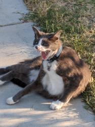 Lost Male Cat last seen Shaw and Pollasky , Clovis, CA 93612