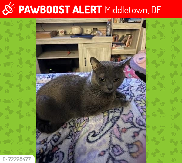 Lost Female Cat last seen Llaneli Dr, Swansea Dr and Flintshire Dr, Middletown, DE 19709