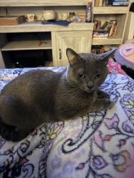 Lost Female Cat last seen Llaneli Dr, Swansea Dr and Flintshire Dr, Middletown, DE 19709