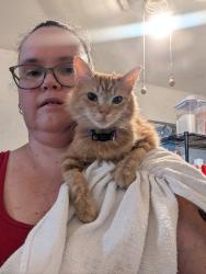 Lost Female Cat last seen Shaw and Pollasky , Clovis, CA 93612