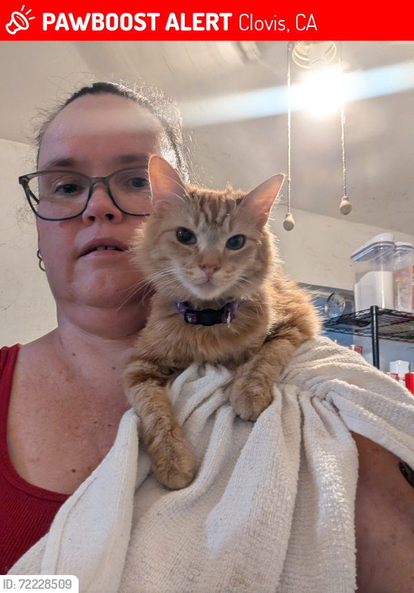 Lost Female Cat last seen Shaw and Pollasky , Clovis, CA 93612