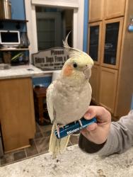 Lost Female Bird last seen Burns Ave and Millsdale St, Wyoming, OH , Wyoming, OH 45215