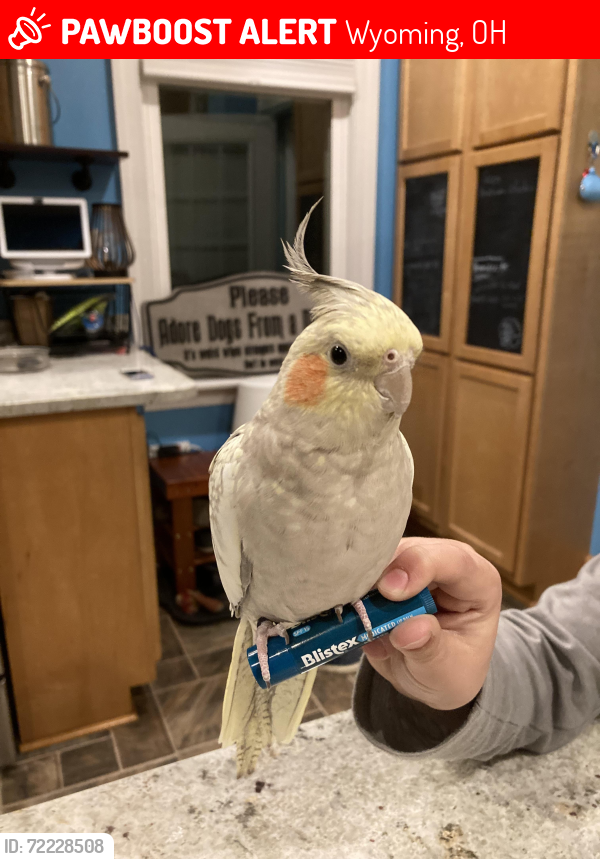 Lost Female Bird last seen Burns Ave and Millsdale St, Wyoming, OH , Wyoming, OH 45215