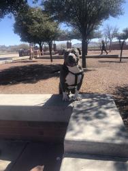Lost Male Dog last seen Fairfield/yated, Memphis, TN 38120
