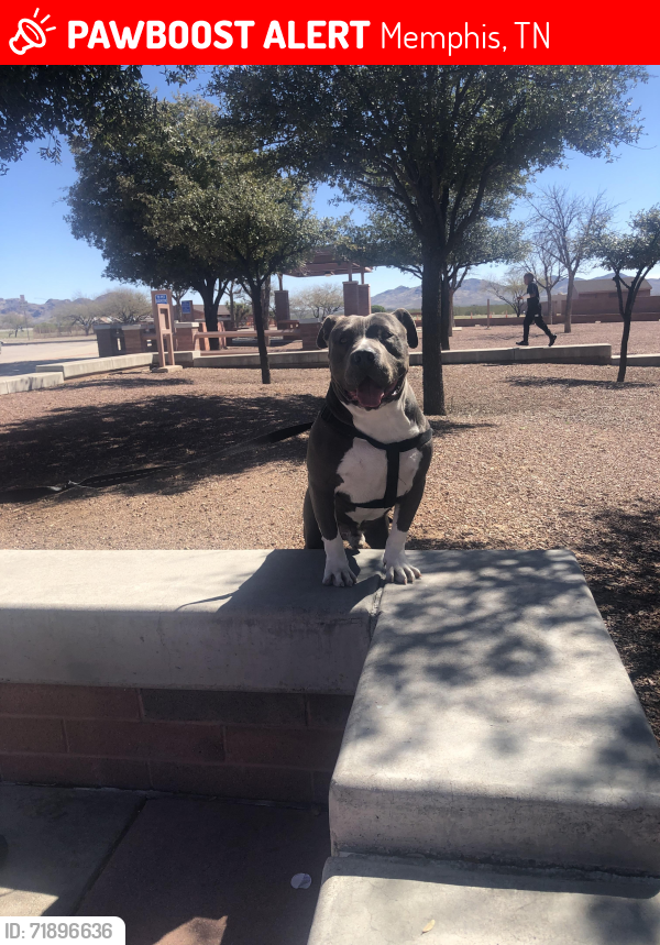 Lost Male Dog last seen Fairfield/yated, Memphis, TN 38120