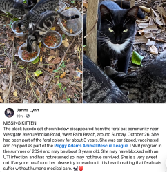 Lost Female Cat last seen Westgatae Avenue-Indian Road West Palm Beach 33409, West Palm Beach, FL 33409