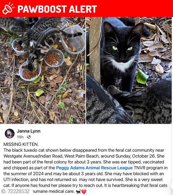 Lost Female Cat last seen Westgatae Avenue-Indian Road West Palm Beach 33409, West Palm Beach, FL 33409
