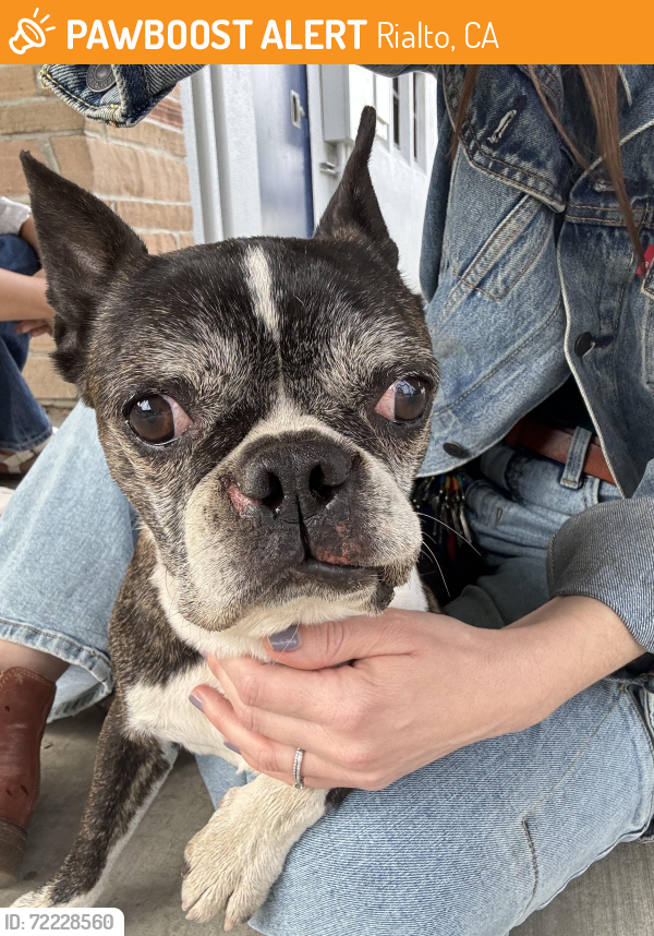 Rialto, CA Stray Female Dog Found Near TRAPP Elementary School | PawBoost