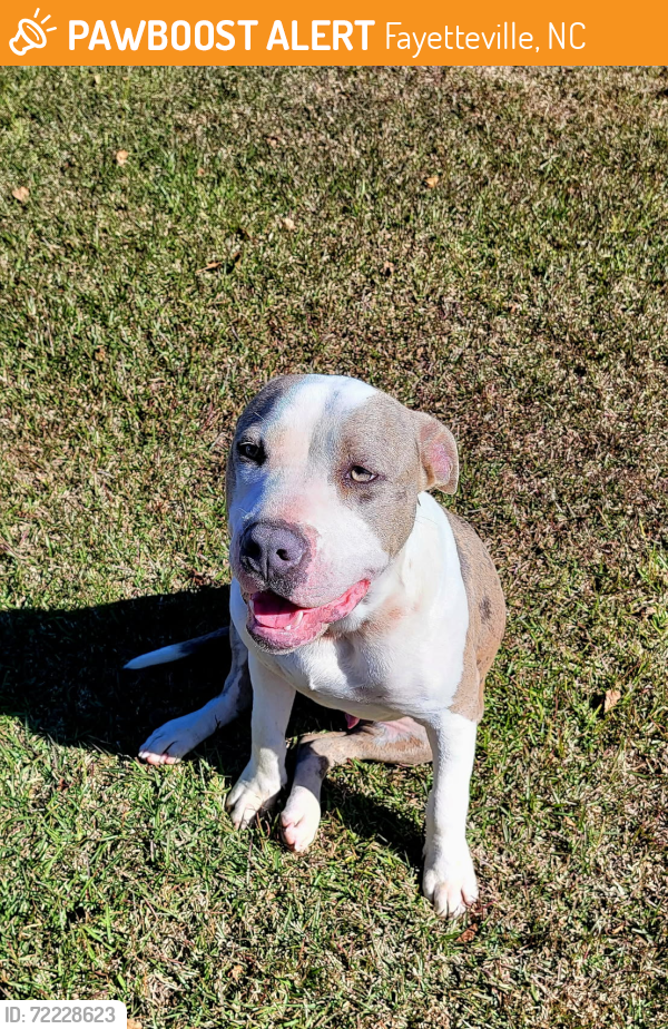 Found/Stray Male Dog last seen Eastwood Neighborhood off of Hummingbird Lane in Eastover , Fayetteville, NC 28312
