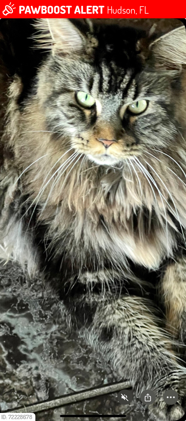 Lost Female Cat last seen Near foursome drive, Hudson, FL 34667