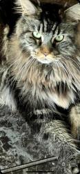 Lost Female Cat last seen Near foursome drive, Hudson, FL 34667