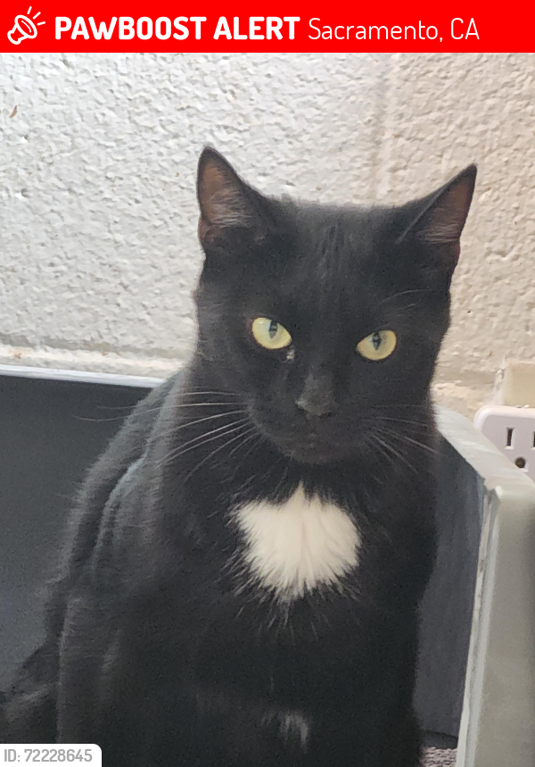 Lost Male Cat last seen Demaret Dr, 50th & 51st Ave, Sacramento, CA 95822