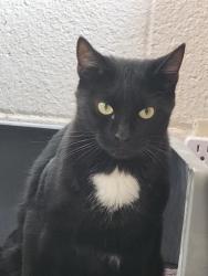 Lost Male Cat last seen Demaret Dr, 50th & 51st Ave, Sacramento, CA 95822