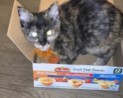 Lost Female Cat last seen 60th and Holly between Quebec and Vasquez , Commerce City, CO 80022