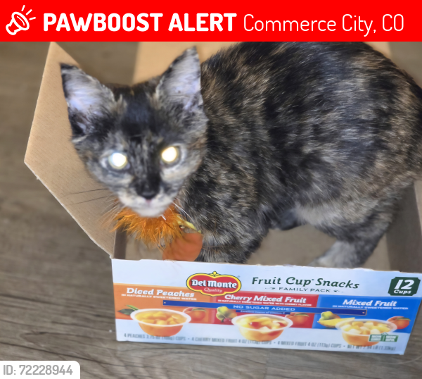 Lost Female Cat last seen 60th and Holly between Quebec and Vasquez, Commerce City, CO 80022