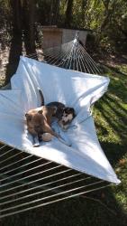 Reunited Female Dog last seen Near , Harnett County, NC 27546