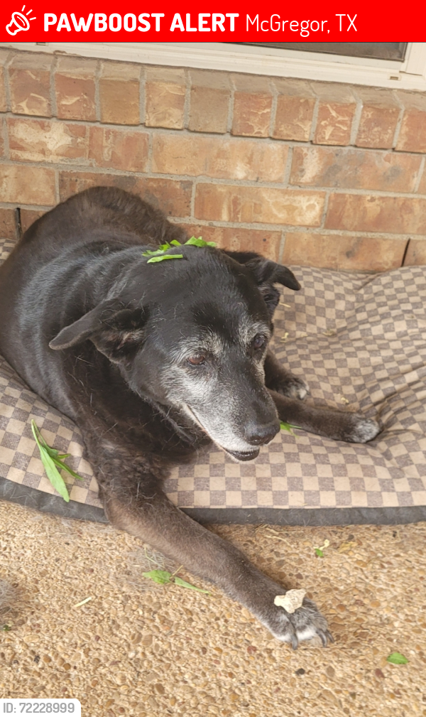 Lost Female Dog last seen Navajo Trail/ near Amsler park, McGregor, TX 76657