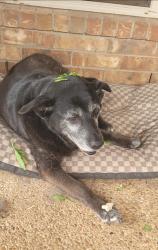 Lost Female Dog last seen Navajo Trail/ near Amsler park, McGregor, TX 76657