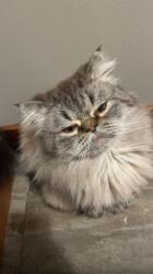 Lost Male Cat last seen Fox road Lino lakes , Lino Lakes, MN 55014