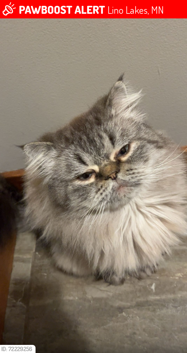 Lost Male Cat last seen Fox road Lino lakes , Lino Lakes, MN 55014