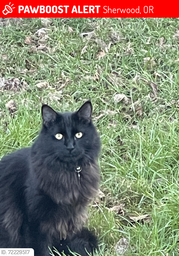 Lost Male Cat last seen SW Edy Rd, Sherwood, OR 97140