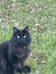 Lost Male Cat last seen SW Edy Rd, Sherwood, OR 97140