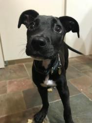 Lost Unknown Dog last seen Carmak rd, nc111, van Smith rd Seven Springs wayne county, Wayne County, NC 28578