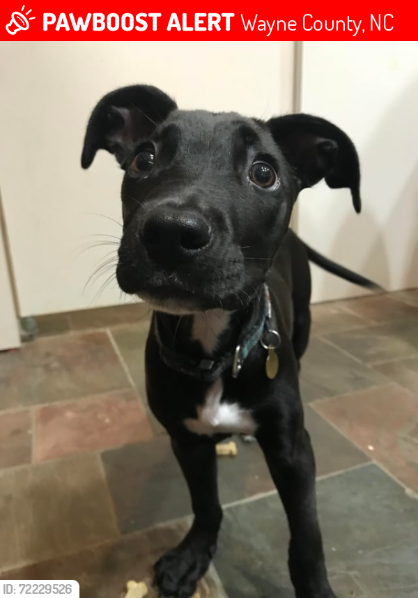 Lost Unknown Dog last seen Carmak rd, nc111, van Smith rd Seven Springs wayne county, Wayne County, NC 28578