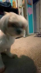 Lost Female Dog last seen Bailey avenue across the street from family dollar, Eggertsville, NY 14226