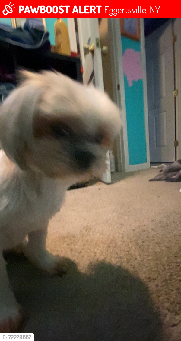 Lost Female Dog last seen Bailey avenue across the street from family dollar, Eggertsville, NY 14226