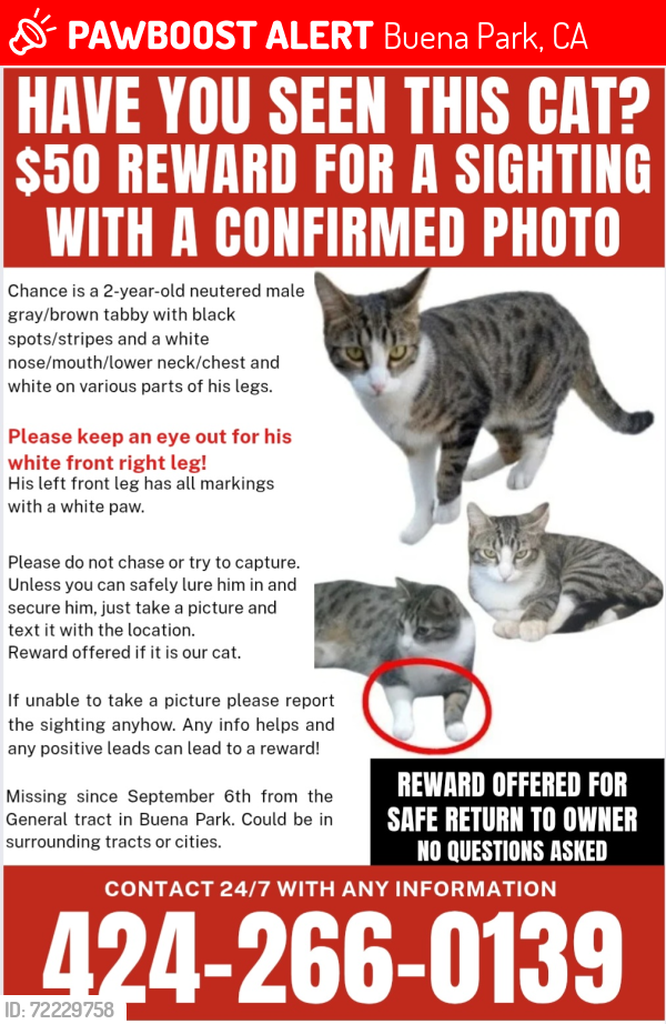 Lost Male Cat last seen Ridgeway Dr & Pershing Way, Buena Park, CA 90620