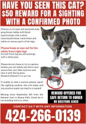 Lost Male Cat last seen Ridgeway Dr & Pershing Way, Buena Park, CA 90620