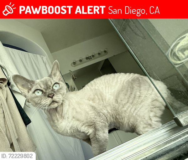 Lost Male Cat last seen Portada Place & Del Mar Trails Road, San Diego, CA 92130