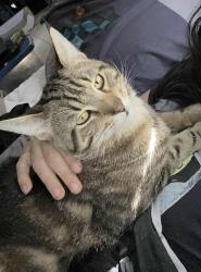 Lost Male Cat last seen Chestnut street cross car shop , Lebanon, PA 17042