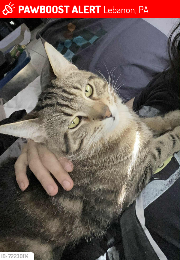 Lost Male Cat last seen Chestnut street cross car shop , Lebanon, PA 17042
