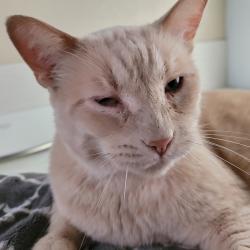 Lost Male Cat last seen Barrhill Way and Beauregard, Orangevale, CA 95662