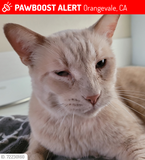 Lost Male Cat last seen Barrhill Way and Beauregard, Orangevale, CA 95662