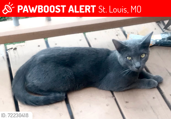 Lost Male Cat last seen Fountain Park. , St. Louis, MO 63113
