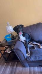 Lost Male Dog last seen Smokey Creek Rd, Lenoir, NC 28645