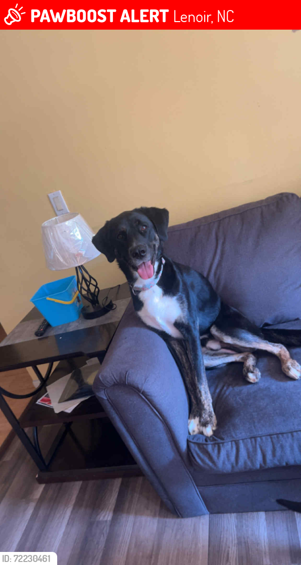 Lost Male Dog last seen Smokey Creek Rd, Lenoir, NC 28645