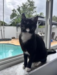Lost Female Cat last seen by entrance , Hialeah, FL 33015