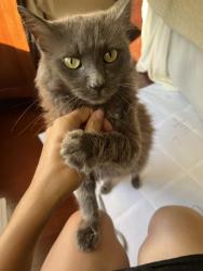 Lost Female Cat last seen Hendersonville road, royal pines neighborhood, lake james, Asheville, NC 28704