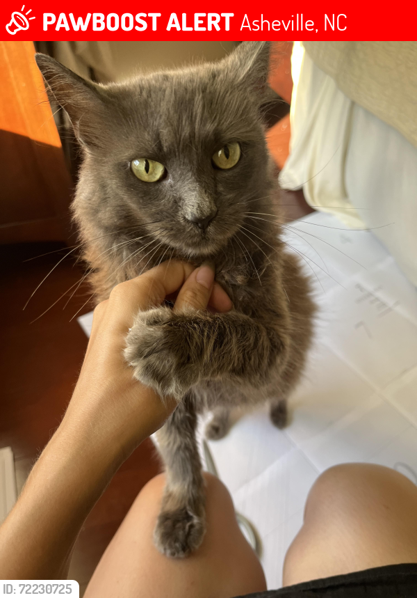 Lost Female Cat last seen Hendersonville road, royal pines neighborhood, lake james, Asheville, NC 28704