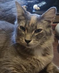 Lost Female Cat last seen Area around Poplar st , Nelsonville, OH 45764